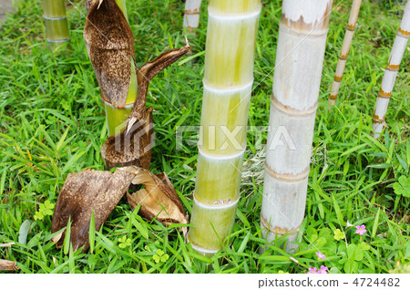 Bamboo parent and child three generations Bamboo parent and child three generations 4724482