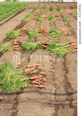 Carrot field Carrot field 4724491