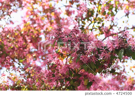 Akabana mansaku 4724500