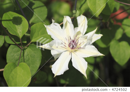 White Clematis White Clematis 4724502