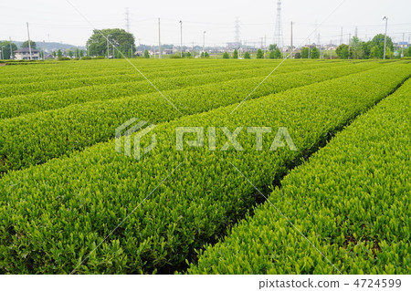 茶園 茶園 4724599
