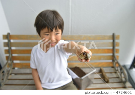 Beetle insect Beetle insect 4724601