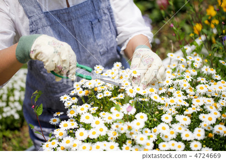 gardening gardening 4724669