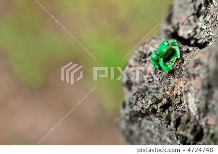 A frog 4724748
