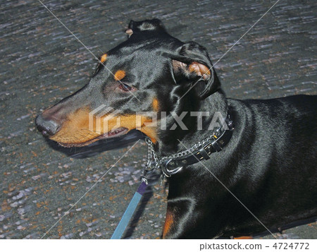 Doberman in the stroll Doberman in the stroll 4724772