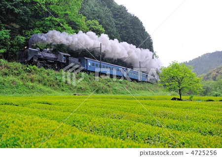 茶園和SL 茶園和SL 4725256
