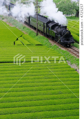 Tea plantations and SL 4725257