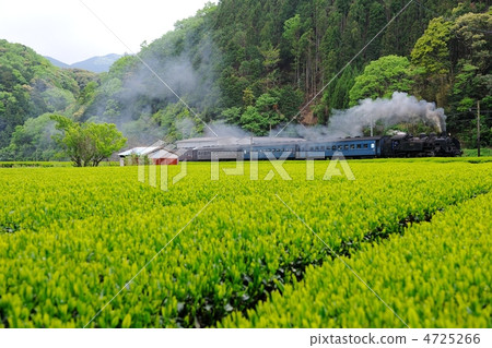 Tea fields and steam locomotives 4725266