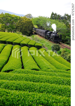 Tea fields and steam locomotives 4725267