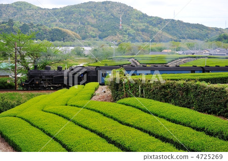 Tea fields and steam locomotives 4725269
