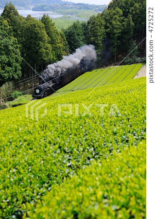 Tea fields and steam locomotives 4725272