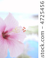 Hibiscus 4725456