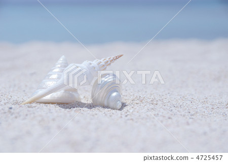 Shellfish Shellfish 4725457