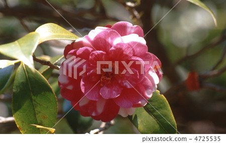 Magnolia camellia Magnolia camellia 4725535