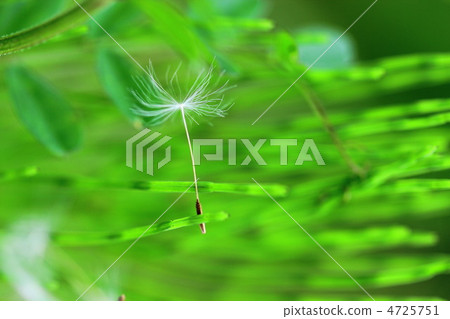 蒲公英 種子 物種 4725751