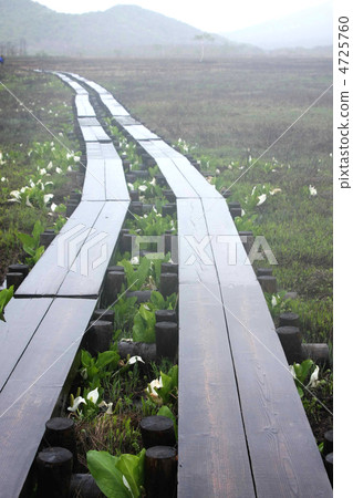雨樹路 雨樹路 4725760