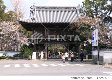 Shikoku Buddhist No. 1 Buddhist temple "Rei mountain temple" Yammon and Sakura Shikoku Buddhist No. 1 Buddhist temple "Rei mountain temple" Yammon and Sakura 4725928