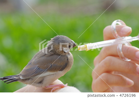 餵養瀕臨滅絕的鳥類 4726196