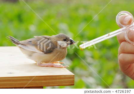 餵養瀕臨滅絕的鳥類 4726197