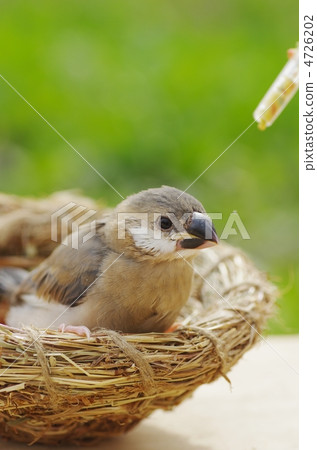 雌鳥的小雞 4726202