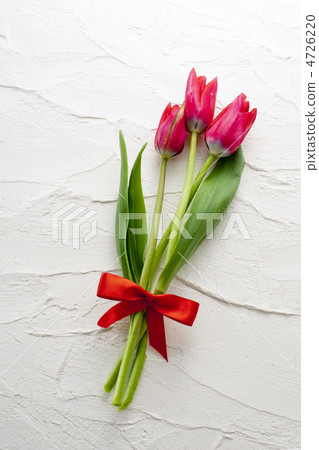 Red tulip 4726220
