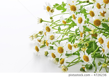 Chamomile Chamomile 4726236