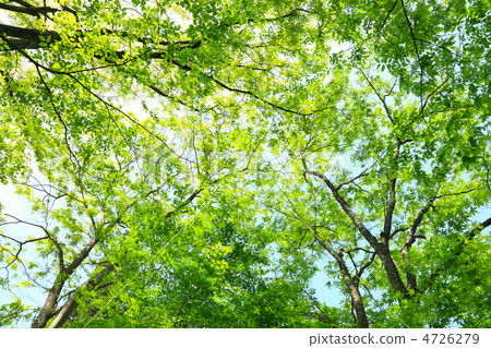 新鮮的綠色和陽光 4726279