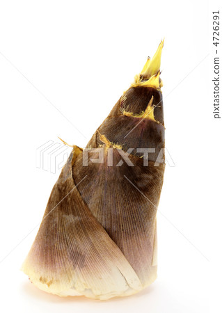 竹筍 竹筍 4726291