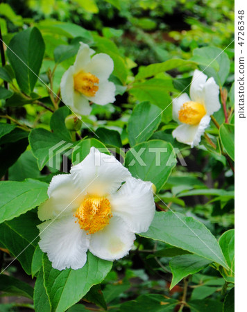 Summer Camellia Flower 4726348