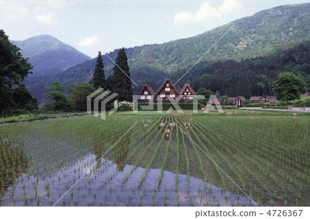 When planting rice 4726367