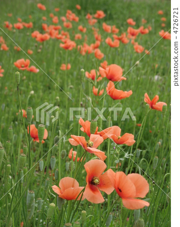 在小山的Hinagi花 4726721