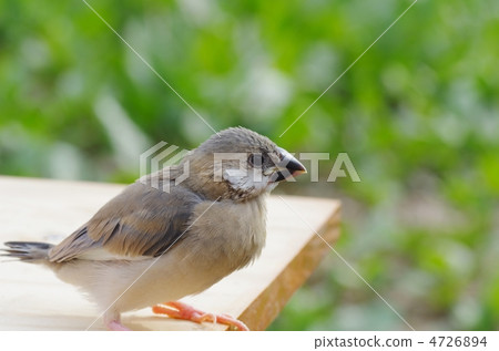 Female bird's chick 4726894