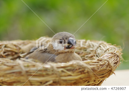 小雞的串 4726907