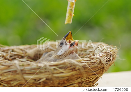 誘餌蝴蝶餵養 4726908