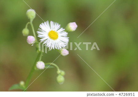Flowers and buds of Haruzion blooming in the mountains of spring 4726951