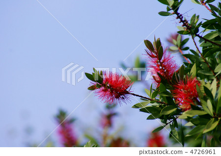 Brush tree Japanese name is Hanamaki 4726961