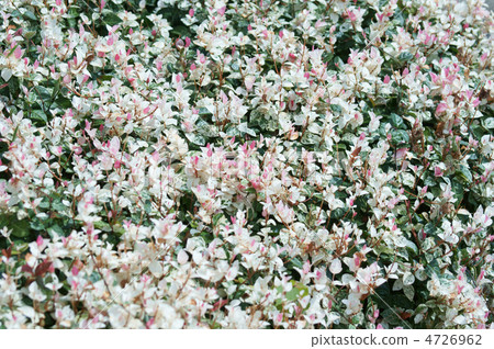 First snow squirrel is sometimes called a five-color kudzu. 4726962