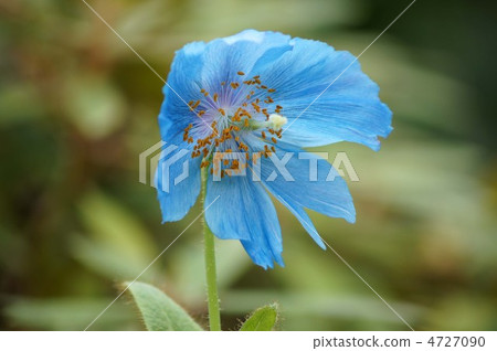 喜馬拉雅山的罌粟 4727090