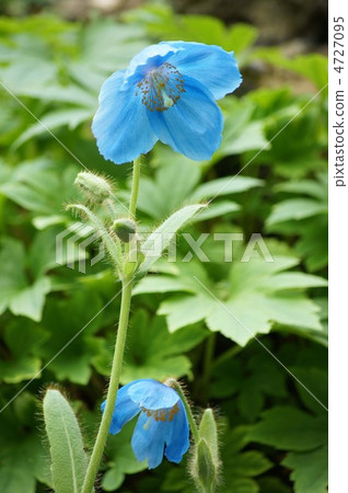 喜馬拉雅山的罌粟 4727095