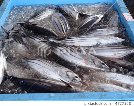 油炸鰹魚 油炸鰹魚 4727338