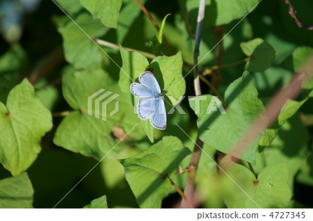 Ruri small butterfly butterfly Lauric butterfly on leaves of soba Ruri small butterfly butterfly Lauric butterfly on leaves of soba 4727345