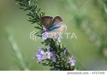 Thin color Tail long small ashes Usui Onaga Shijimi butterfly and rosemary Thin color Tail long small ashes Usui Onaga Shijimi butterfly and rosemary 4727349