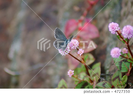 Yamato Small Ash Yamato Shizimi Butterfly and Primitivee soba 4727350