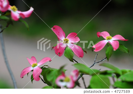 Dogwood Dogwood 4727589