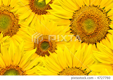 sunflower background 4727760