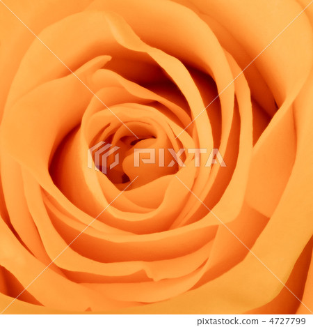 orange rose close up orange rose close up 4727799