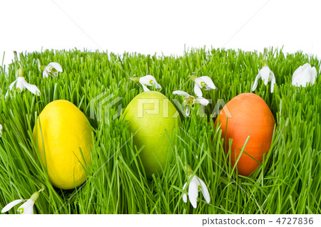 easter eggs in grass easter eggs in grass 4727836