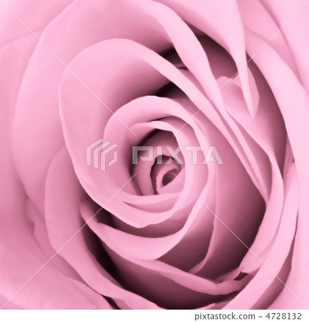 pink rose close up 4728132