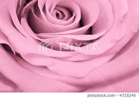 pink rose close up pink rose close up 4728240