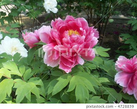 按鍵 按鍵 4728839